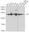 O-Linked N-Acetylglucosamine (GlcNAc) Transferase antibody, GTX32766, GeneTex, Western Blot image 