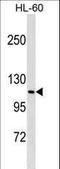 M-Phase Phosphoprotein 9 antibody, LS-C158289, Lifespan Biosciences, Western Blot image 