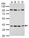 Hairy/enhancer-of-split related with YRPW motif protein 2 antibody, GTX128029, GeneTex, Western Blot image 