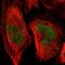 SUMO Specific Peptidase 1 antibody, HPA011765, Atlas Antibodies, Immunofluorescence image 