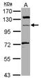 Microtubule Associated Monooxygenase, Calponin And LIM Domain Containing 1 antibody, NBP2-17287, Novus Biologicals, Western Blot image 