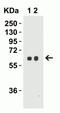 Serine palmitoyltransferase 2 antibody, NBP1-76573, Novus Biologicals, Western Blot image 