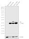 PRP antibody, MA1-750, Invitrogen Antibodies, Western Blot image 
