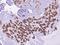PTGES antibody, 108183-T08, Sino Biological, Immunohistochemistry frozen image 