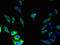 Gap Junction Protein Beta 5 antibody, LS-C369676, Lifespan Biosciences, Immunofluorescence image 