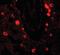 Protein numb homolog antibody, orb95664, Biorbyt, Immunocytochemistry image 