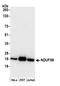 NADH dehydrogenase [ubiquinone] iron-sulfur protein 8, mitochondrial antibody, A305-438A, Bethyl Labs, Western Blot image 
