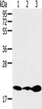Ring Finger Protein 5 antibody, CSB-PA345004, Cusabio, Western Blot image 