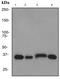 Lactate Dehydrogenase A antibody, ab101562, Abcam, Western Blot image 