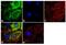 Coatomer Protein Complex Subunit Beta 1 antibody, PA1-068, Invitrogen Antibodies, Immunofluorescence image 
