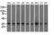 Eukaryotic translation initiation factor 2 subunit 1 antibody, M04387-3, Boster Biological Technology, Western Blot image 