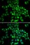 Polycomb Group Ring Finger 6 antibody, LS-C346095, Lifespan Biosciences, Immunofluorescence image 