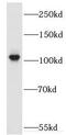 Rap Guanine Nucleotide Exchange Factor 4 antibody, FNab02794, FineTest, Western Blot image 