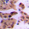 Fos Proto-Oncogene, AP-1 Transcription Factor Subunit antibody, LS-C356041, Lifespan Biosciences, Immunohistochemistry frozen image 