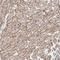 Dystrophin antibody, NBP1-89953, Novus Biologicals, Immunohistochemistry frozen image 