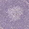 Glutamic--Pyruvic Transaminase 2 antibody, HPA051514, Atlas Antibodies, Immunohistochemistry frozen image 
