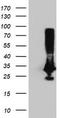 Phenylethanolamine N-Methyltransferase antibody, TA502791, Origene, Western Blot image 