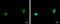 Zinc Finger Protein 567 antibody, GTX118964, GeneTex, Immunofluorescence image 