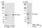 Histone H3 Associated Protein Kinase antibody, NBP1-26626, Novus Biologicals, Western Blot image 