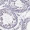 MAGE Family Member B18 antibody, HPA046141, Atlas Antibodies, Immunohistochemistry frozen image 
