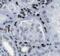 O-6-Methylguanine-DNA Methyltransferase antibody, FNab05169, FineTest, Immunohistochemistry frozen image 