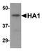 Avian Influenza Hemagglutinin 2 antibody, NBP2-41064, Novus Biologicals, Western Blot image 