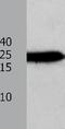 Annexin A5 antibody, TA321289, Origene, Western Blot image 