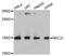 60S ribosomal protein L31 antibody, A4089, ABclonal Technology, Western Blot image 