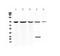 Complement C7 antibody, A00844-1, Boster Biological Technology, Western Blot image 