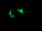Glucokinase regulatory protein antibody, TA502163, Origene, Immunofluorescence image 