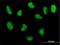 DNA Polymerase Delta 3, Accessory Subunit antibody, H00010714-M01, Novus Biologicals, Immunofluorescence image 