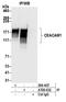 Carcinoembryonic Antigen Related Cell Adhesion Molecule 1 antibody, A700-032, Bethyl Labs, Immunoprecipitation image 
