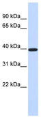 DNA repair protein XRCC4 antibody, TA334754, Origene, Western Blot image 