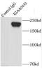 Meiosis Regulator And MRNA Stability Factor 1 antibody, FNab04532, FineTest, Immunoprecipitation image 