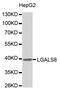 Galectin 8 antibody, abx123450, Abbexa, Western Blot image 