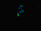 Rho GTPase-activating protein 10 antibody, orb41649, Biorbyt, Immunofluorescence image 