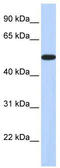 Homeobox protein Hox-A3 antibody, TA341408, Origene, Western Blot image 