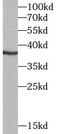 DNA Meiotic Recombinase 1 antibody, FNab02422, FineTest, Western Blot image 