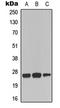 TNF Receptor Superfamily Member 9 antibody, LS-C368641, Lifespan Biosciences, Western Blot image 