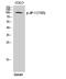 Mitogen-Activated Protein Kinase 8 Interacting Protein 1 antibody, STJ90715, St John