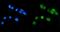 LSM7 Homolog, U6 Small Nuclear RNA And MRNA Degradation Associated antibody, A09236-1, Boster Biological Technology, Immunofluorescence image 