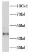 TDP-Glucose 4,6-Dehydratase antibody, FNab08636, FineTest, Western Blot image 