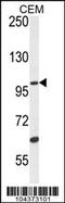 Ubiquitin Specific Peptidase 29 antibody, 61-115, ProSci, Western Blot image 