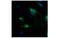 Insulin Like Growth Factor 2 Receptor antibody, MBS531543, MyBioSource, Immunofluorescence image 