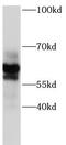 P2RX7 antibody, FNab06071, FineTest, Western Blot image 