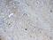 Neurocan antibody, PA5-79718, Invitrogen Antibodies, Immunohistochemistry frozen image 