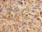 L-dopachrome tautomerase antibody, orb400436, Biorbyt, Immunohistochemistry paraffin image 