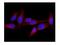 Midline 1 antibody, A01774-1, Boster Biological Technology, Immunofluorescence image 