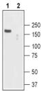 Short transient receptor potential channel 2 antibody, PA5-77314, Invitrogen Antibodies, Western Blot image 