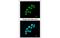 DNA ligase 3 antibody, MBS837578, MyBioSource, Immunofluorescence image 